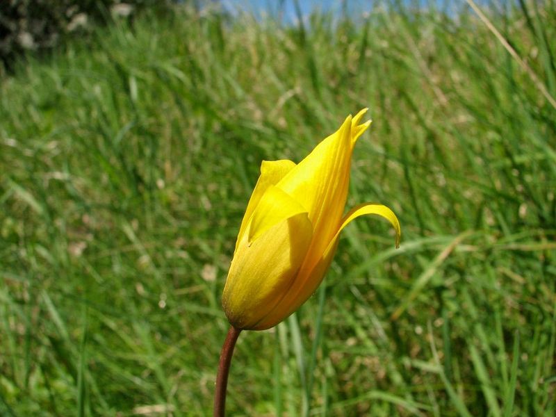 2010 04 Plantes sauvages comestibles 16